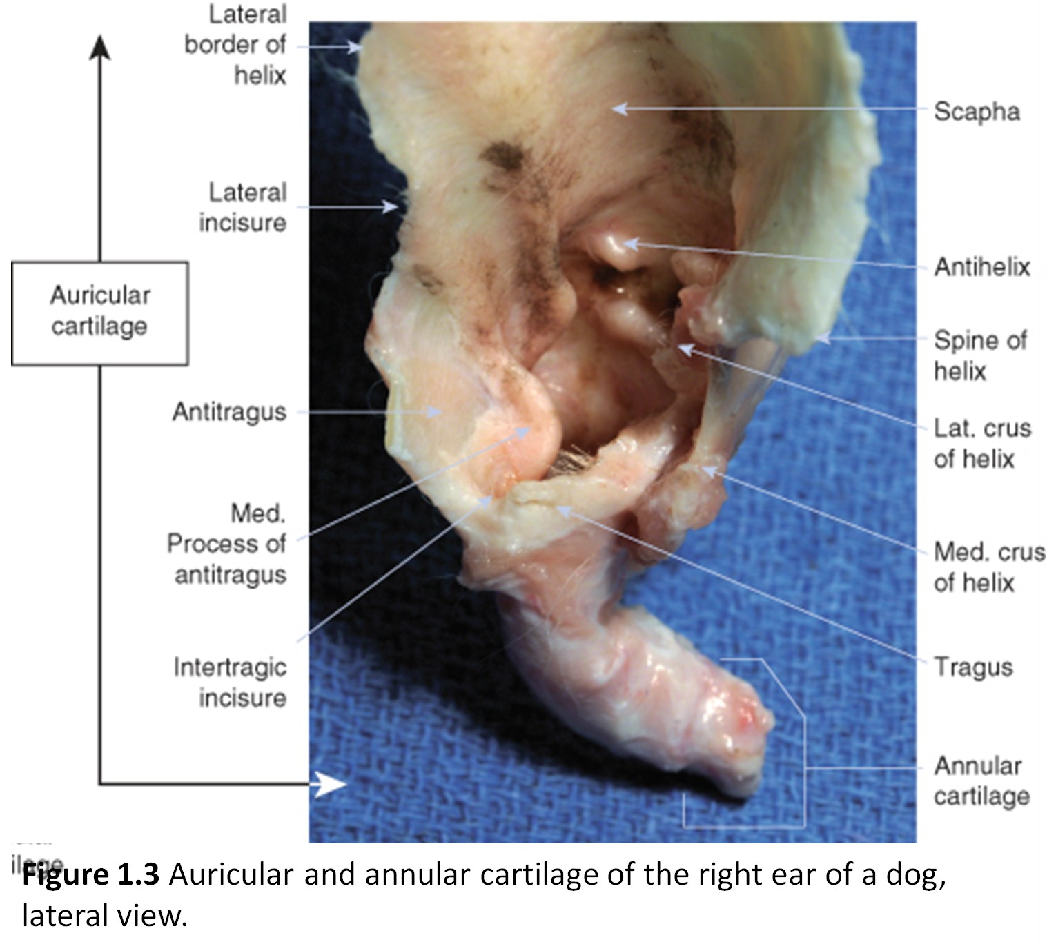 Ear Disease